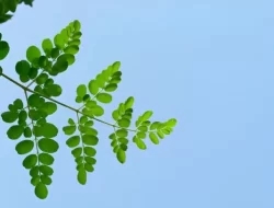 Apakah Daun Kelor Bisa Menurunkan Darah Tinggi serta Kolesterol?